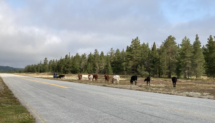Kuer nær rullebanen, satte en midlertidig stopp for hopping, under årets NM Kuer nær rullebanen, satte en midlertidig stopp for hopping, under årets NM